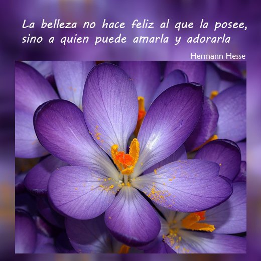 MuchosLibros's tweet photo. Libros como Demián y El lobo estepario, son parte de la obra de Herman Hesse. Cómpralos en  https://t.co/wIUIVYex8u https://t.co/2DbHJYWwTw