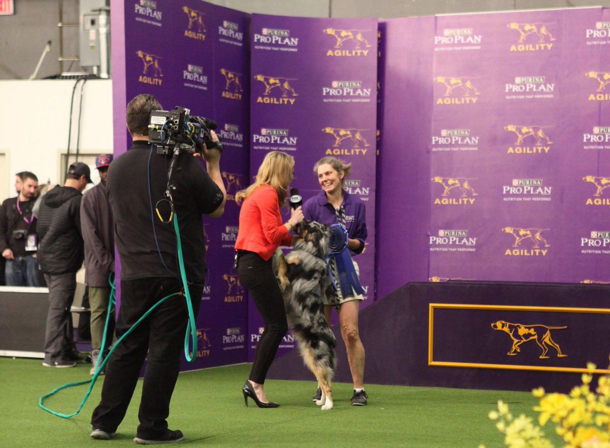 Westminster Dog Show Australian Shepherd Winner - Yelm Raised Tango Wins At Westminster Dog Show