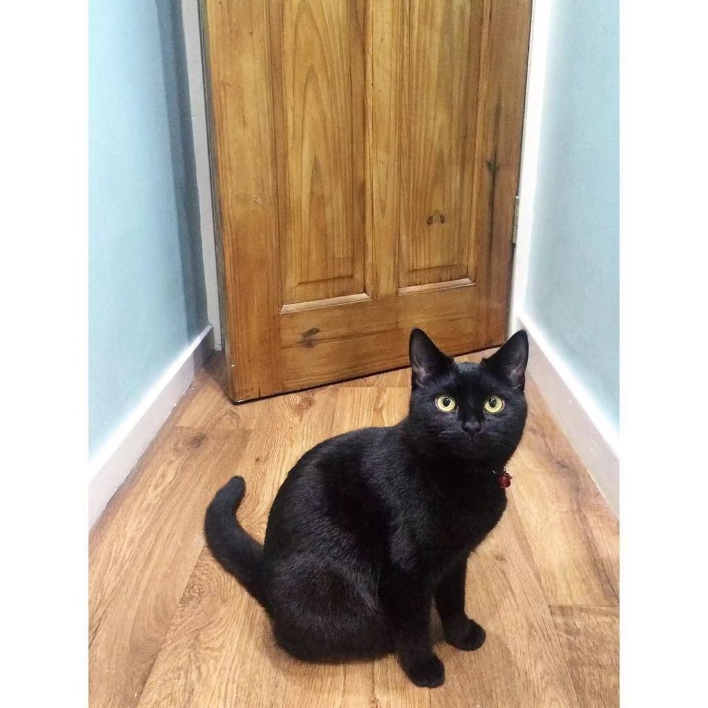 circlingsquare's tweet image. My little shadow - A pet #fms_pet #fmsphotoaday #day13 #pet #este #blackcat #cat #kitten #ragdoll #love #catlovers …