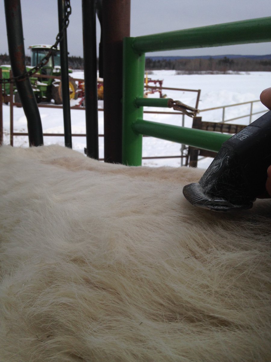 Good day clipping Bulls, watch for sale pictures coming soon. Don't forget our sale is April 7th contact us for info