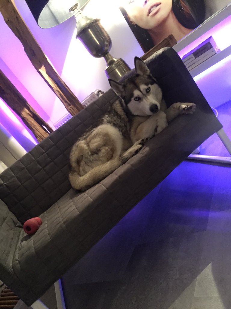kimfeenstra's tweet photo. Baas boven baas, deze hond heeft gewoon d'r eigen bank! #chillende https://t.co/KjTScxKv8w