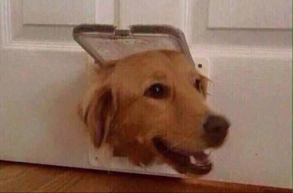 byreIatable's tweet photo. current emotion: dogs who are stuck but pretending everything is fine https://t.co/64WoJC6DI6