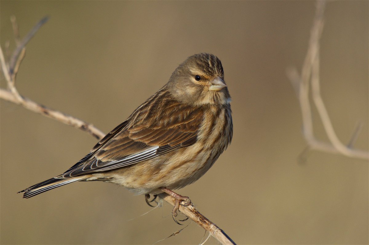 manxmannin's tweet photo. A Linnet at Derbyhaven today #isleofman https://t.co/IR5kohSHCv