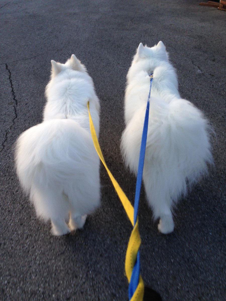 KeonaMakaio's tweet image. Feels like single digits outside! Perfect for a 4 mile walk! #coldweatherdogs