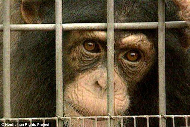 Unlocking the Cage, film documentario per evoluzionare la coscienza
