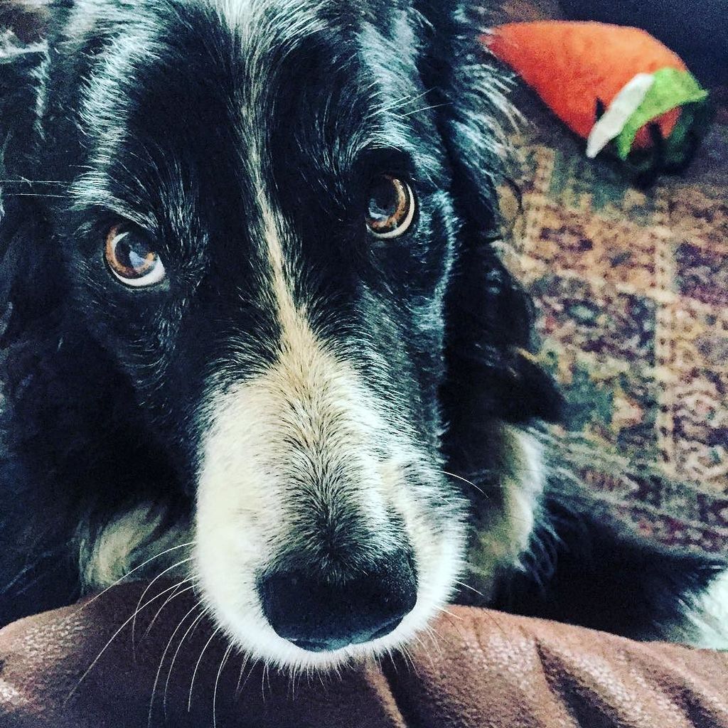 CarmichaelFS's tweet image. #fmsphotoaday #fms_pet ift.tt/1R1PQbS