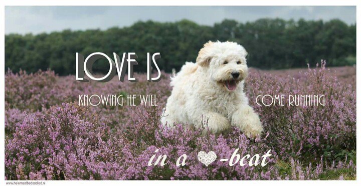 BoekBedoodled's tweet photo. Alles is liefde &amp; onze honden weten dat gelukkig als geen ander!  Five Valentijn ♡ https://t.co/1ZCsGgvCkG
