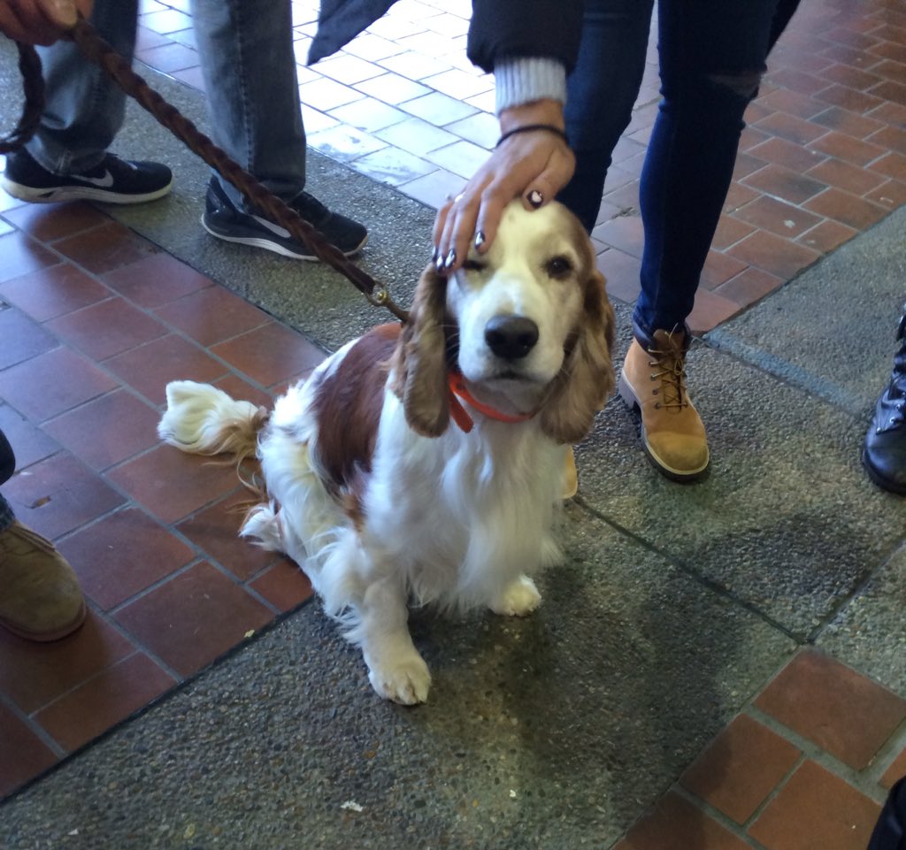 Welsh spaniel at #WestminsterDogShow #spaniel #lovedogs