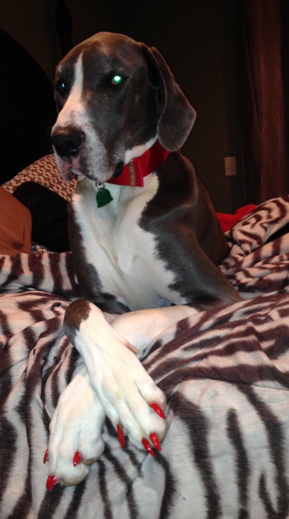 trinahepker's tweet image. Valentine mani!! #greatdaneproblems #greatdane