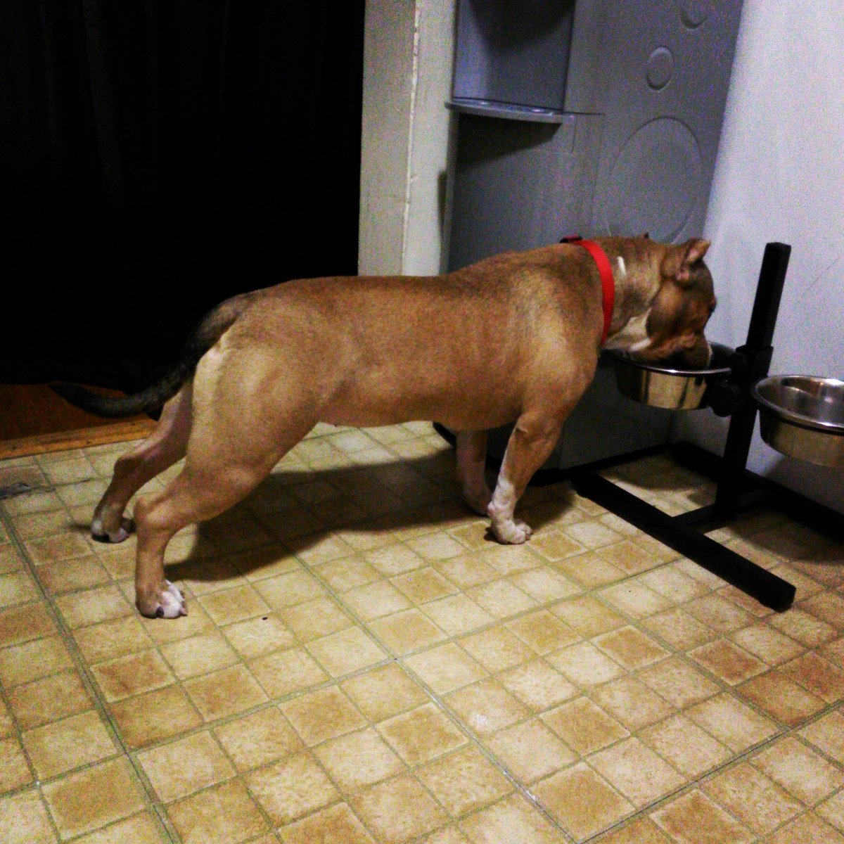 fernando_the_ga's tweet photo. @americanbully #sage #DogsInspired #likeseventeen https://t.co/UAnCT6WFhl