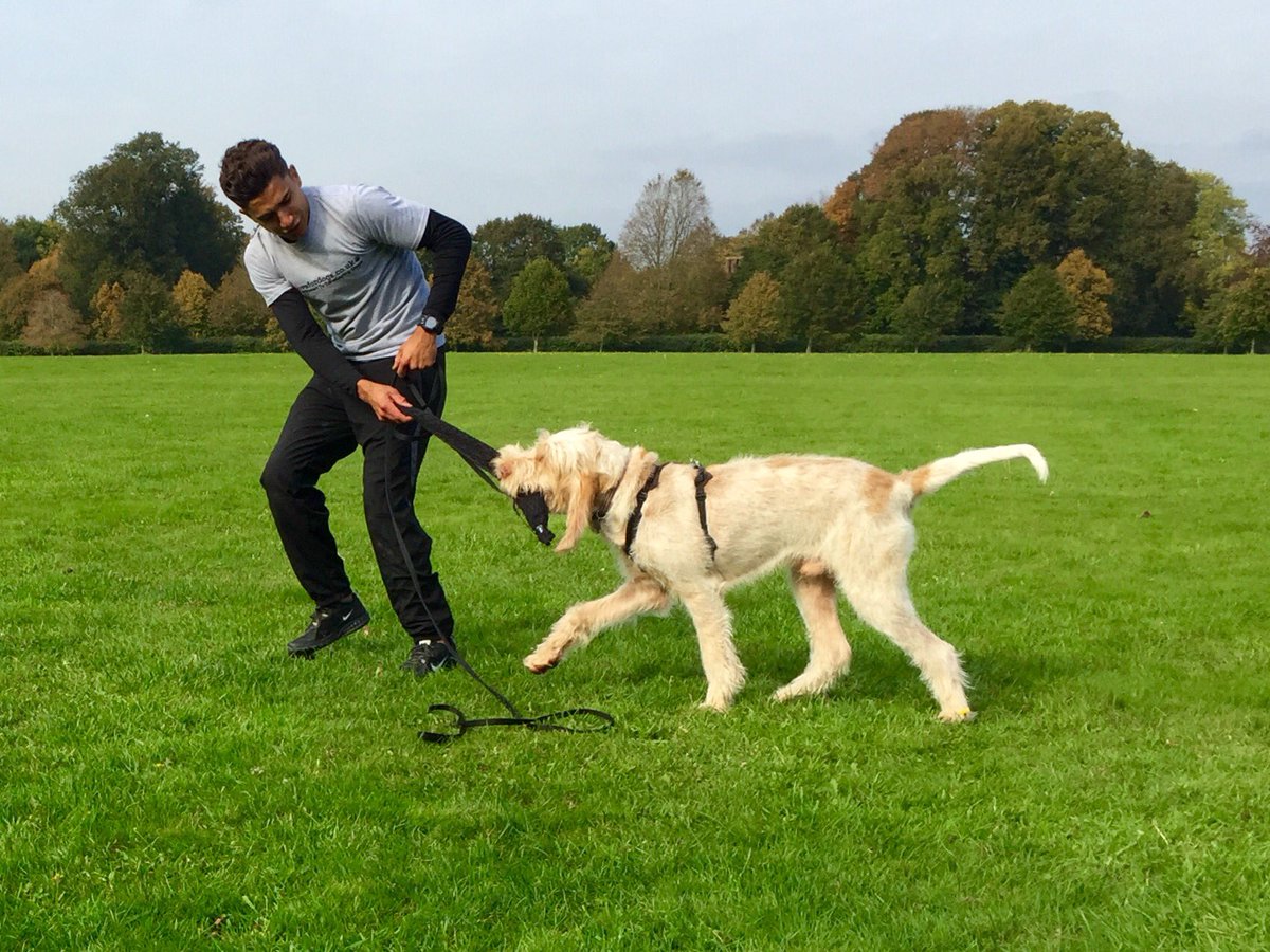craigogilvieLFD's tweet photo. Interactive Play, an enjoyable way to build confidence πβ€οΈπΎπ #dogsoftwitter #dogadvice #DogsInspired #dogtraining https://t.co/qdYarE2Usg