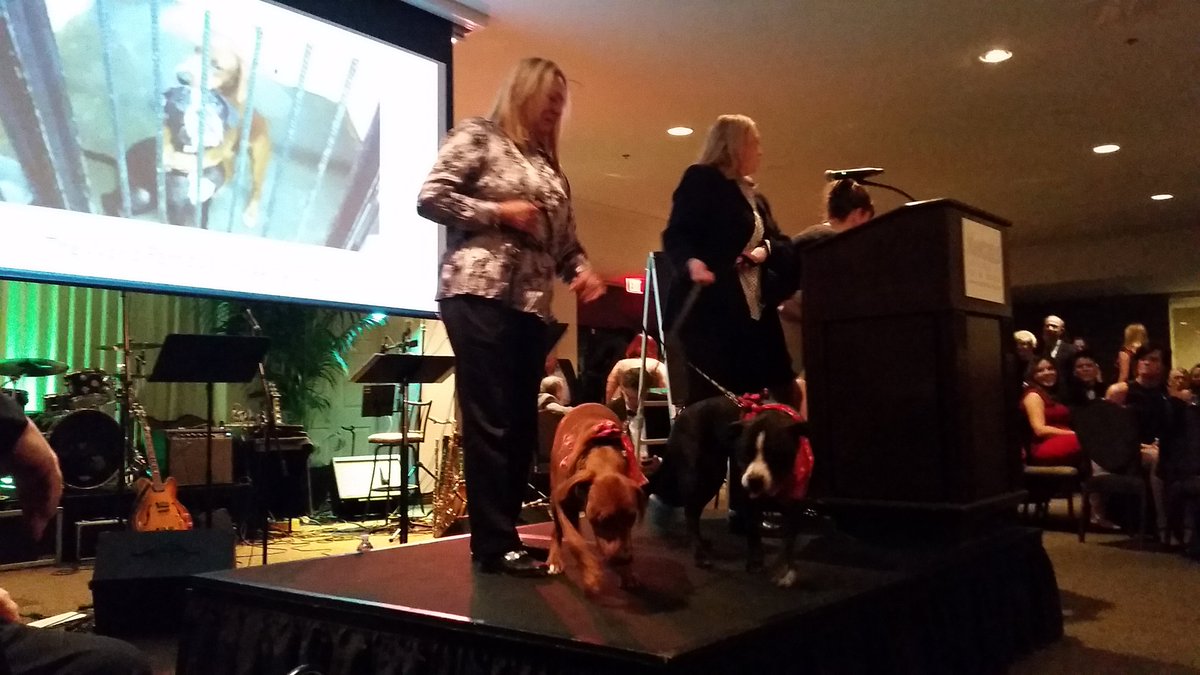 angelsrescue's tweet photo. Kala & Kiera celebrity #huggingdogs made their grand appearance! #lovepaws @VictoriaS https://t.co/q1hYXVAjXT