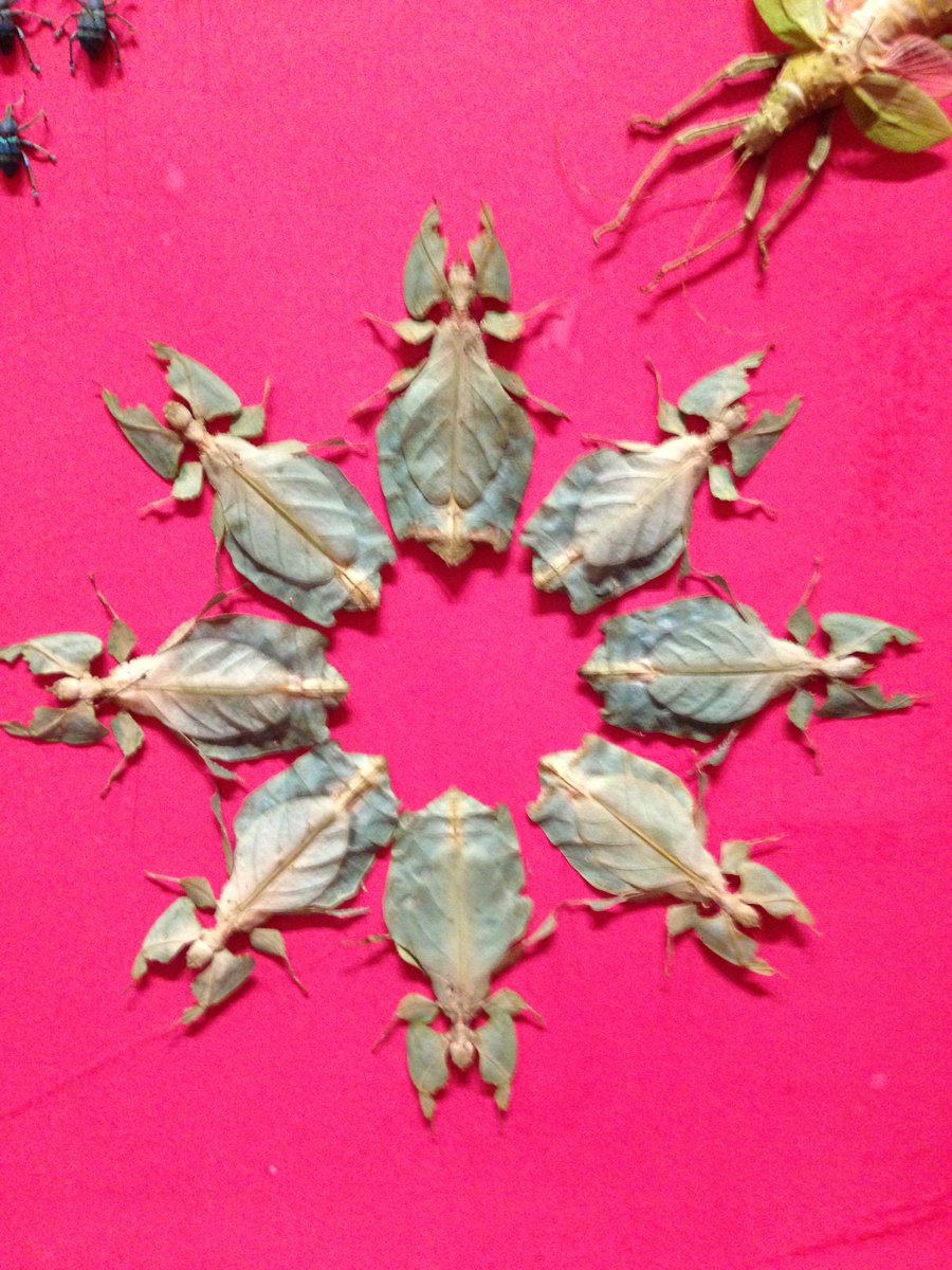 AnnandaleTerrace AAP tweet media