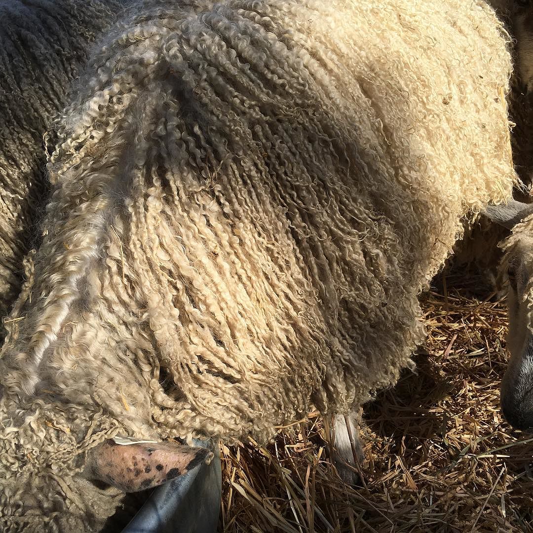 DragonwoolSheep's tweet photo. by namastefarms : #teeswaterlocks #reddingmethod out #shearing today. https://t.co/GPWKLWXtcS