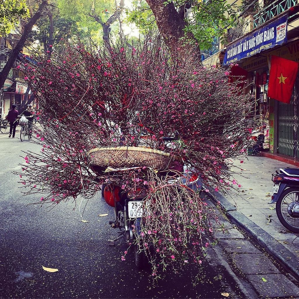 amyandbyron's tweet photo. Gorgeous cherry blossom in Hanoi during Tet #hanoi #vietnam #hoadao #cherryblossom #affordable #streetstyle #relax … https://t.co/55ZvRWxwVI