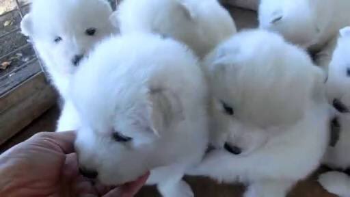 堀 友祐 ゆう サモエドって言う犬種の子犬の頃がすげー可愛いーーー 最近 犬も好きになってきたヾ ノ T Co 4mdsjmyr0d 堀 友祐 ゆう サモエドって言う犬種の子犬の頃がすげー可愛いーーー 最近 犬も好きになってきたヾ ノ T Co 4mdsjmyr0d