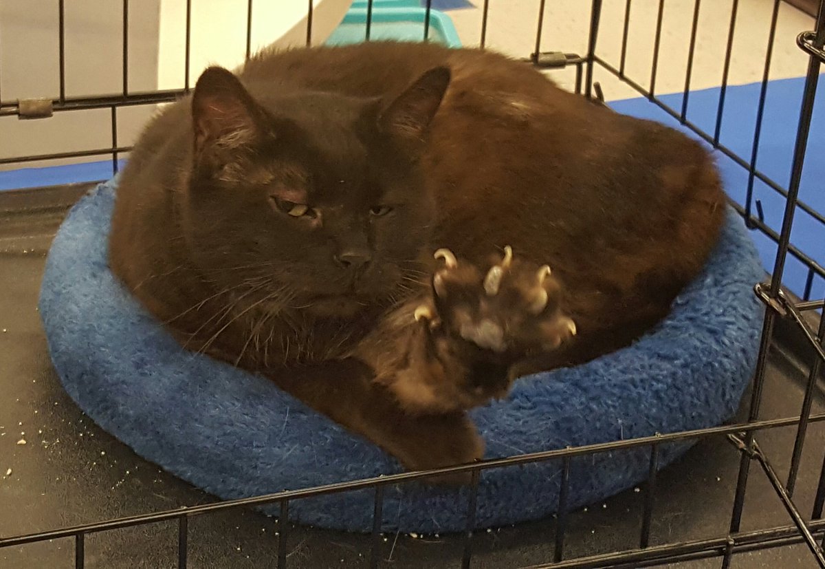 ViviTheVolpino's tweet image. I met Winnie 2-13..I woke her up for this #paparazzimoment. #PurrsonalityPlus
#adopt #coolcats #catsoftwitter