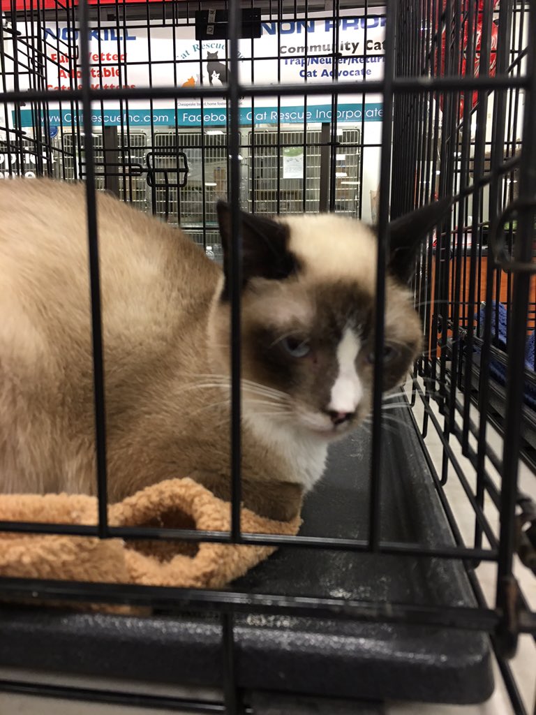 HollyForrest3's tweet photo. Bandit just found her furever home today! Make sure to come by tomorrow for more adoptions! @Petsmart0668 https://t.co/Jmu3bkCMHw