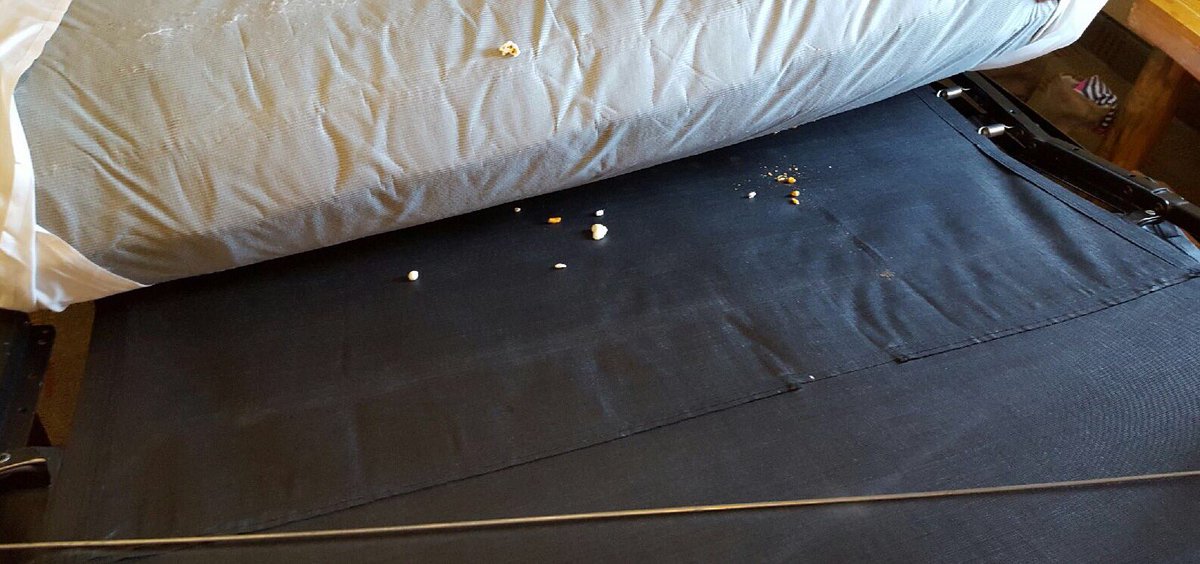 iAmTMCII's tweet photo. RT🚨: a friend stayed @GreatWolfLodge ,the room was filthy with roaches and the company isn't refunding or helping 😱 https://t.co/2r2sDRE1UX