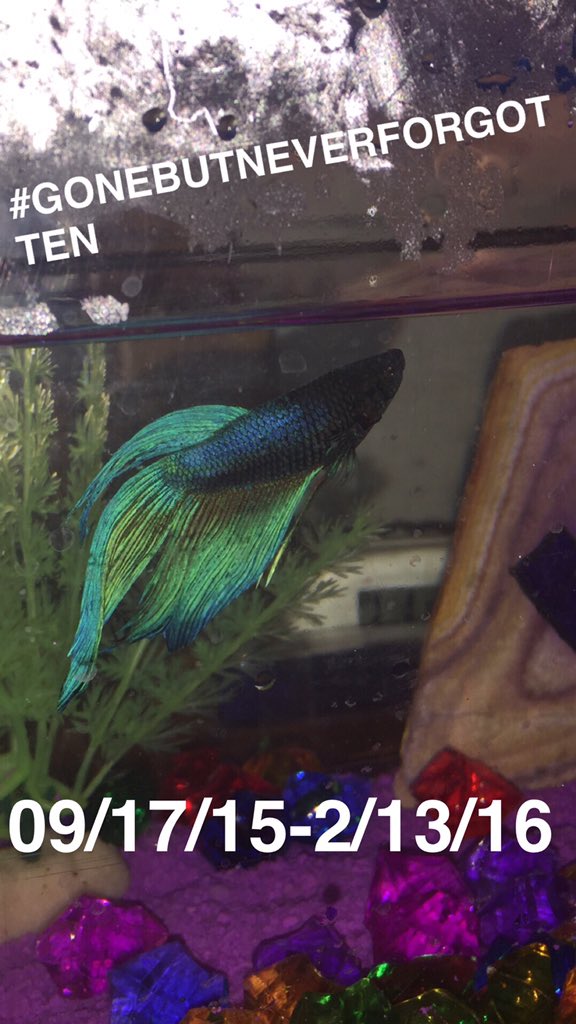 1JCARMOUCHE's tweet photo. We really lost a great one today...🐠😞😓 Coming home after school won't be the same... #RipKap #GoneButNeverForgotten https://t.co/sp04Uvj2wa