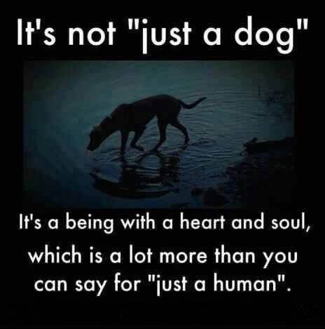 DanielBeerthuis's tweet photo. There's no such thing as 'just a dog.' #dogsarelove https://t.co/1D2xY40b8H