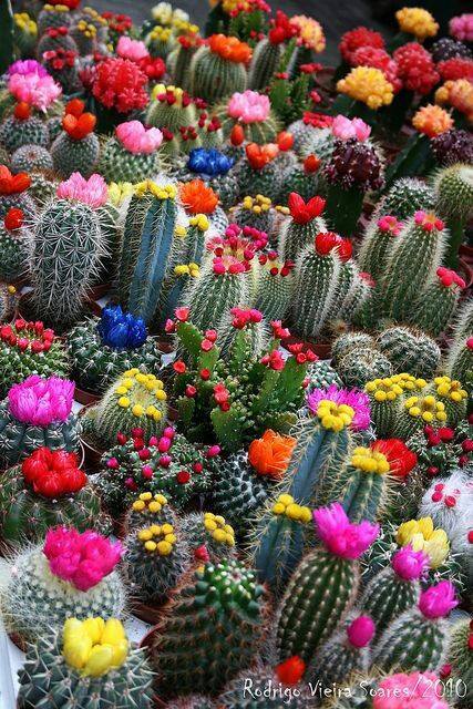 CapulloVargas's tweet photo. Hermosos cactus https://t.co/WGMXllwvGa