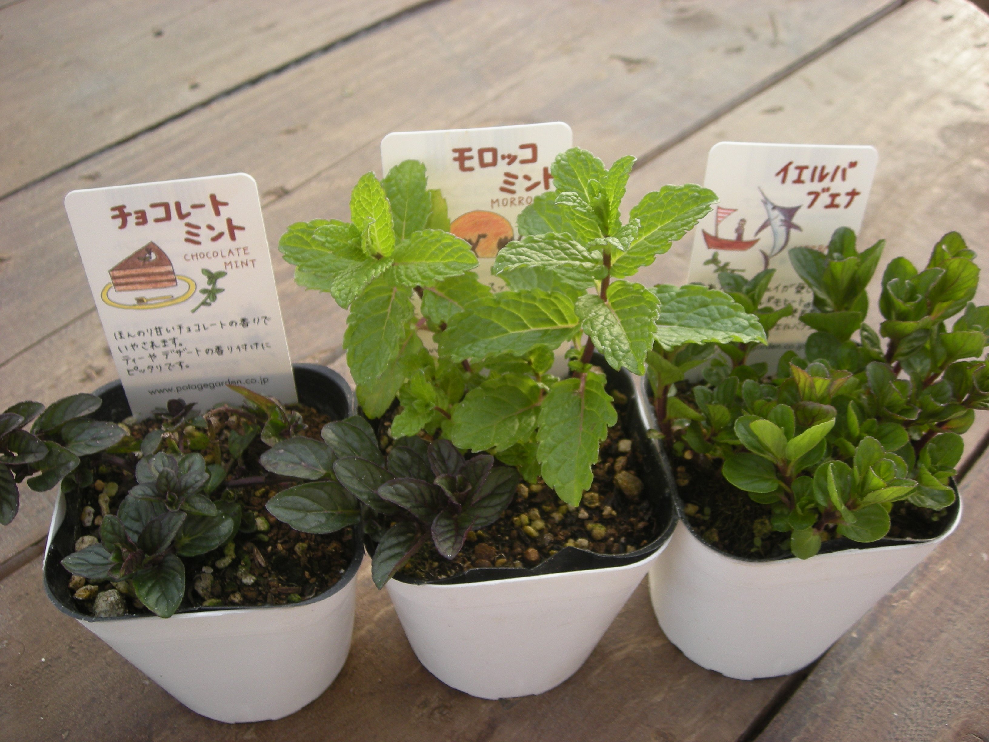 株式会社ポタジェガーデン モロッコミント イエルバブエナ チョコレートミントといった新しいミントの品種が大きくなってきました 新しい可愛いデザインの札も出来上がりもう少しで出荷が始まりです 早く大きくなーれ ミント モヒート ハーブ