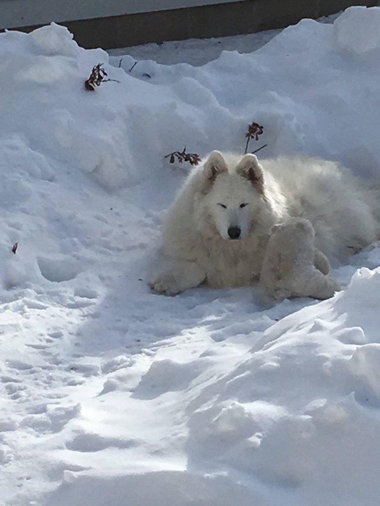 JohnsonLawPA's tweet photo. #samoyed #Snowy https://t.co/L4Lv2Q0U2C