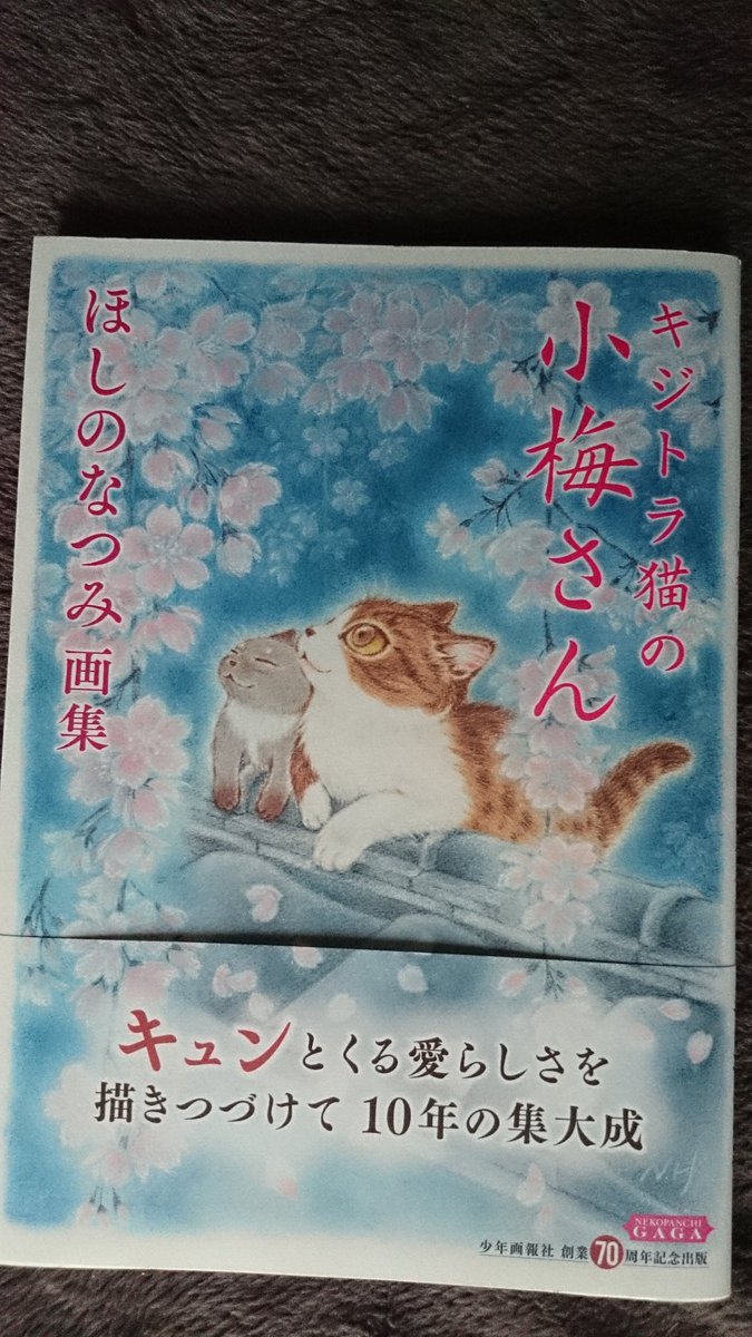 キジトラ猫の小梅さん