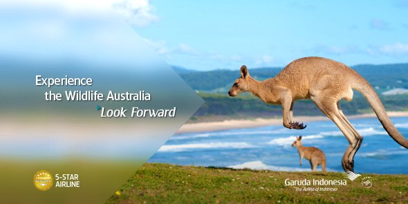 IndonesiaGaruda's tweet photo. Besides their cute face and hopping habits, can you spot other unique characteristics of Kangaroo? #iSeeAussie https://t.co/9qoX9YXSy5