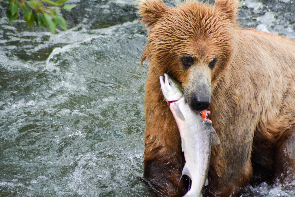 Alaskan Adventures #2 thewanderingbushbaby.wordpress.com/2016/02/14/ala…