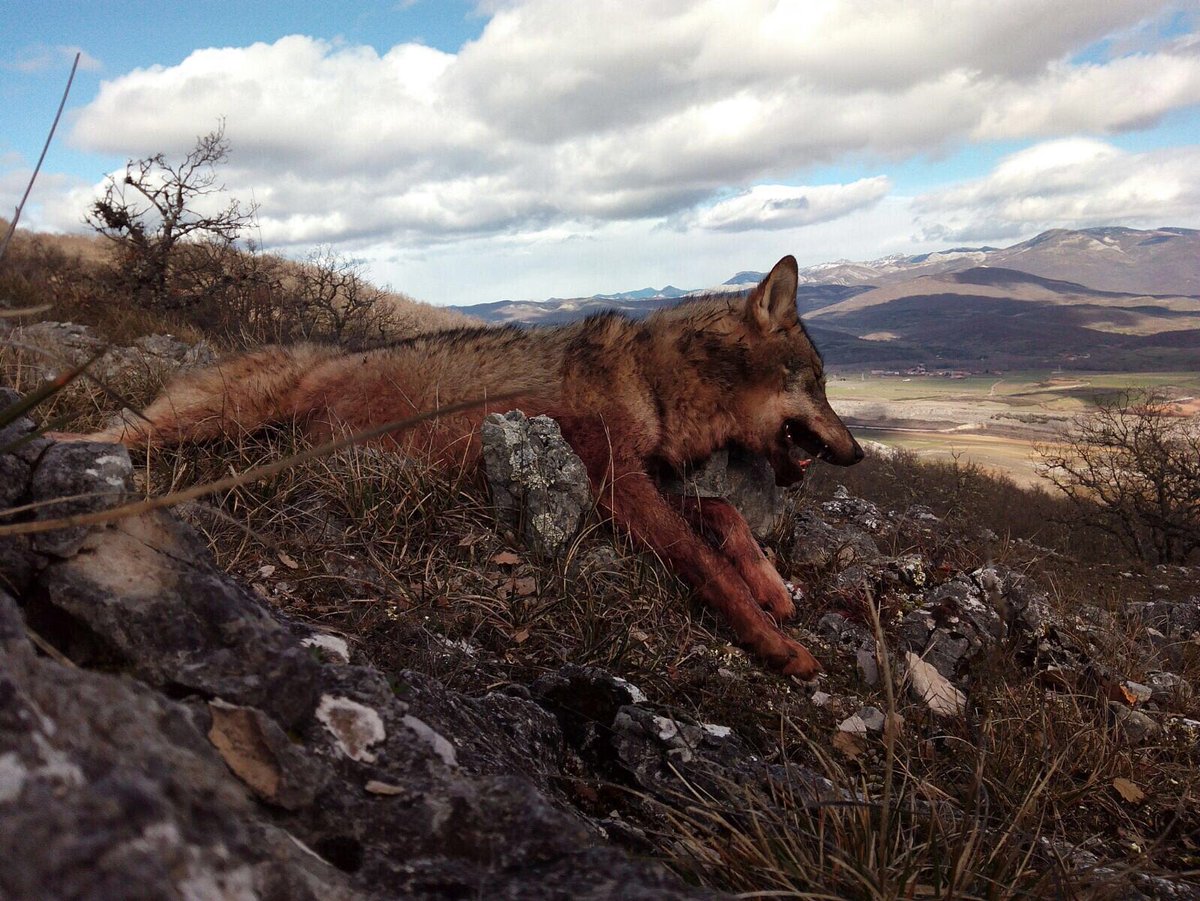 Magnífico día de caza en la montaña Palentina.