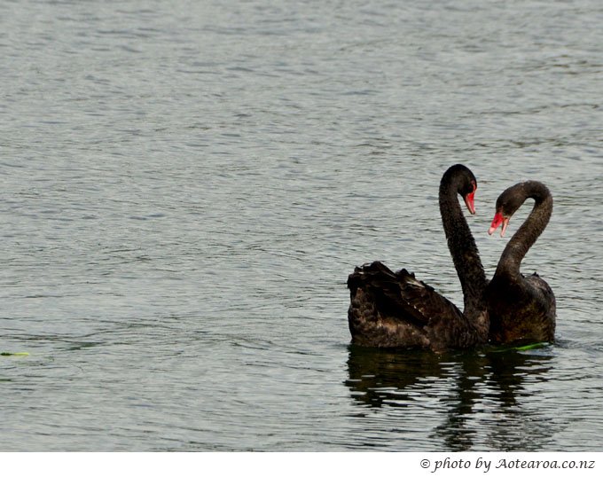 Aotea9's tweet photo. #Valentines. #Love is in the air. Or not. At Lake #Pupuke, #Takapuna, #Auckland. #BlackSwan @LocalAuckland https://t.co/YhAarJjg3D