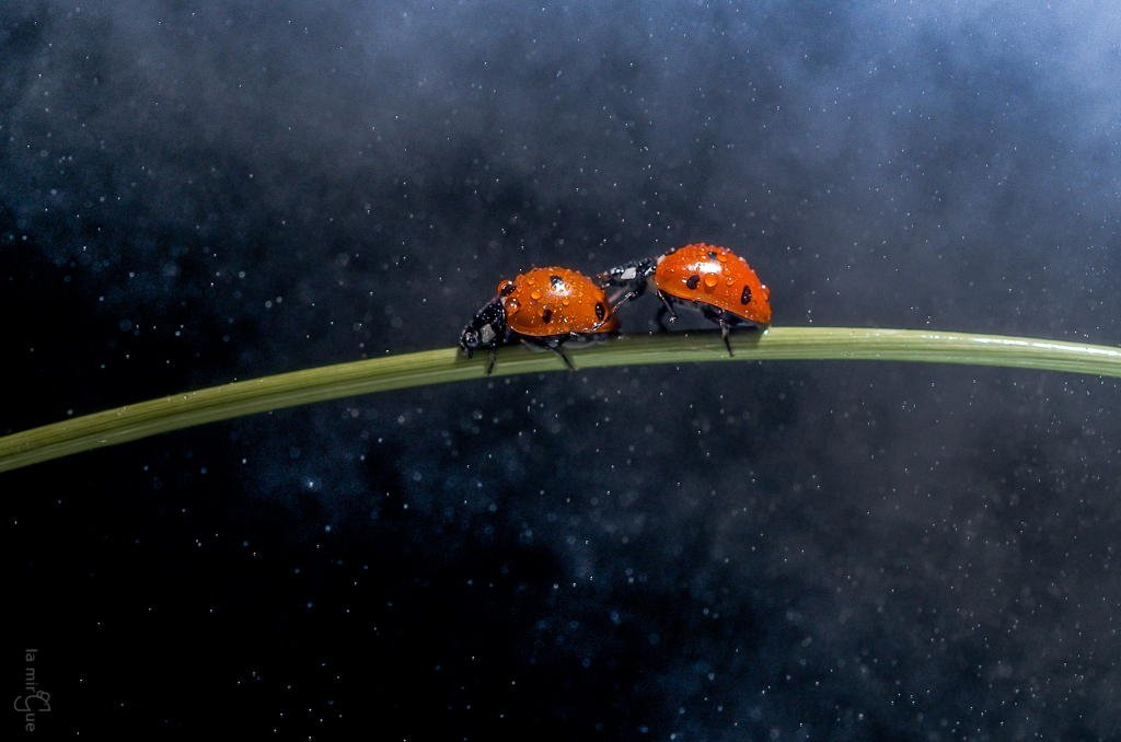 fotografiumcom's tweet photo. Fiyat performans oranı en yüksek makro lenslerden Sigma 105mm 2.8: https://t.co/flrH1CbHfF https://t.co/nEwp2hJyFT