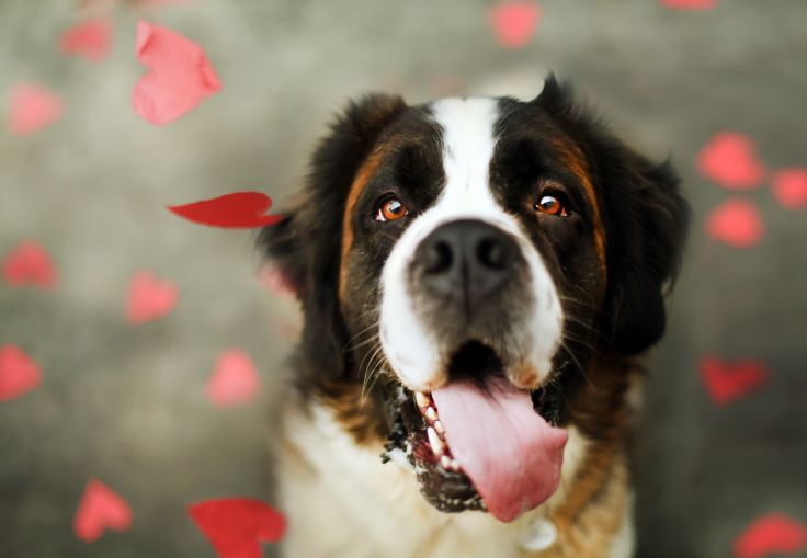 elperroqueayuda's tweet photo. Feliz San Valentín! Hoy también es un buen día para hacer sentir mejor a alguien! #YoHagoTerapia https://t.co/DxGOTqREoz