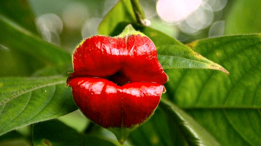 AmazingPlants's tweet image. The hot lips plant, looking particularly kissable today. (Psychotria elata)