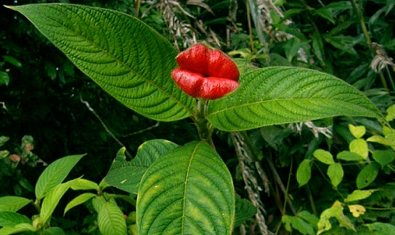 AmazingPlants's tweet image. The hot lips plant, looking particularly kissable today. (Psychotria elata)