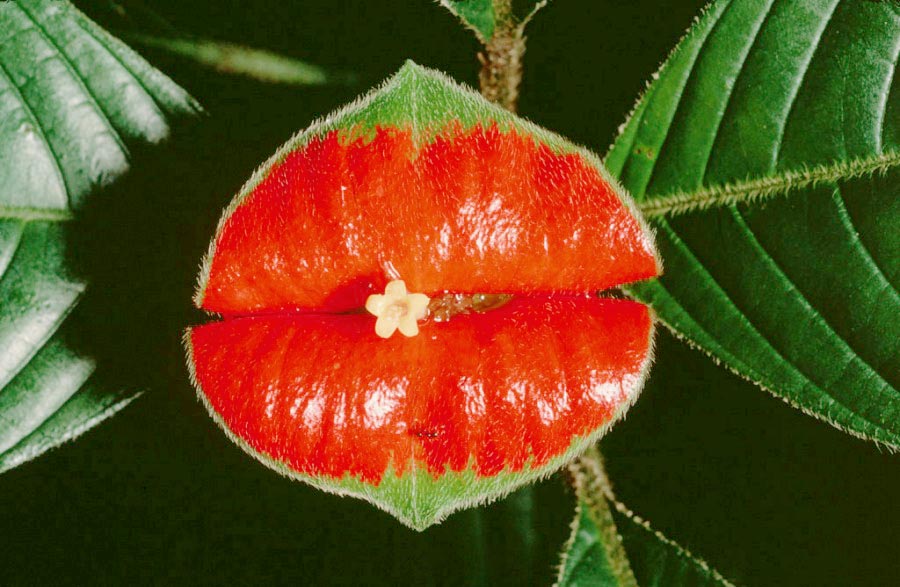 AmazingPlants's tweet image. The hot lips plant, looking particularly kissable today. (Psychotria elata)