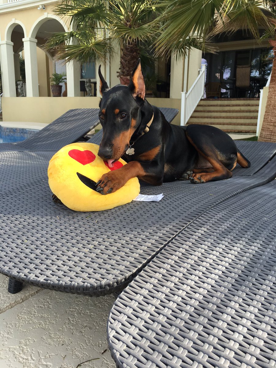 Cass_C7's tweet image. @dogcelebration @Pets_Time @PetsRIncredible @WayTooViral 🐶 pretty sure Cairo ❤️'s his Valentine gift😍😂