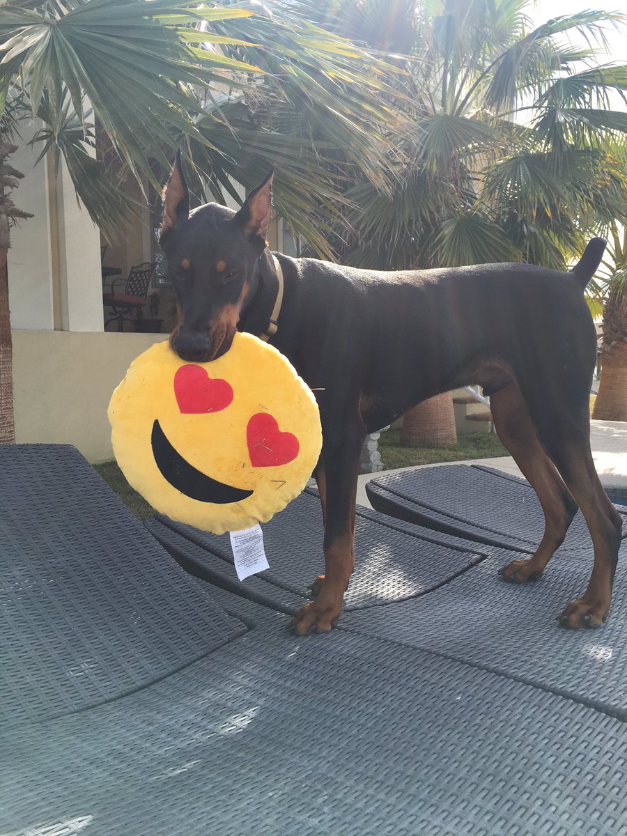 Cass_C7's tweet image. @dogcelebration @Pets_Time @PetsRIncredible @WayTooViral 🐶 pretty sure Cairo ❤️'s his Valentine gift😍😂