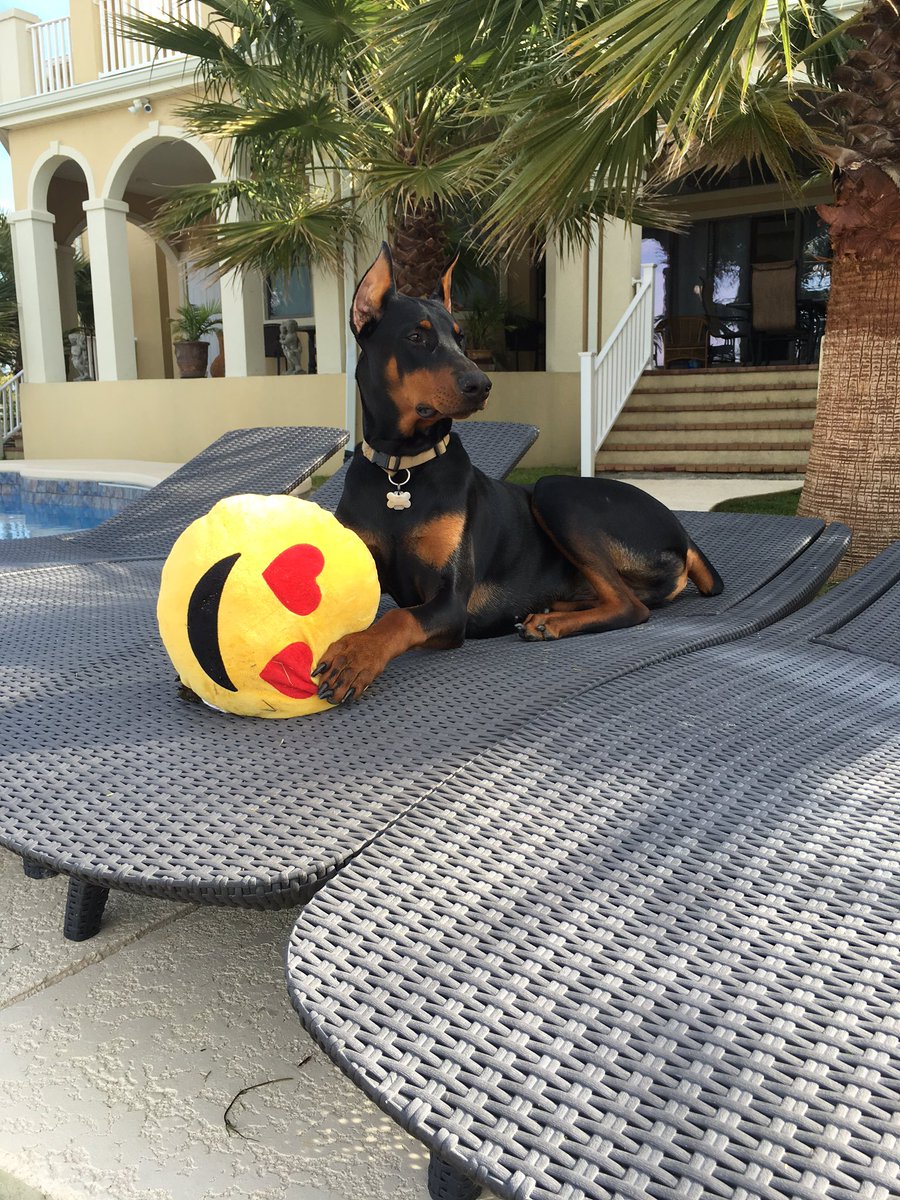 Cass_C7's tweet image. @dogcelebration @Pets_Time @PetsRIncredible @WayTooViral 🐶 pretty sure Cairo ❤️'s his Valentine gift😍😂