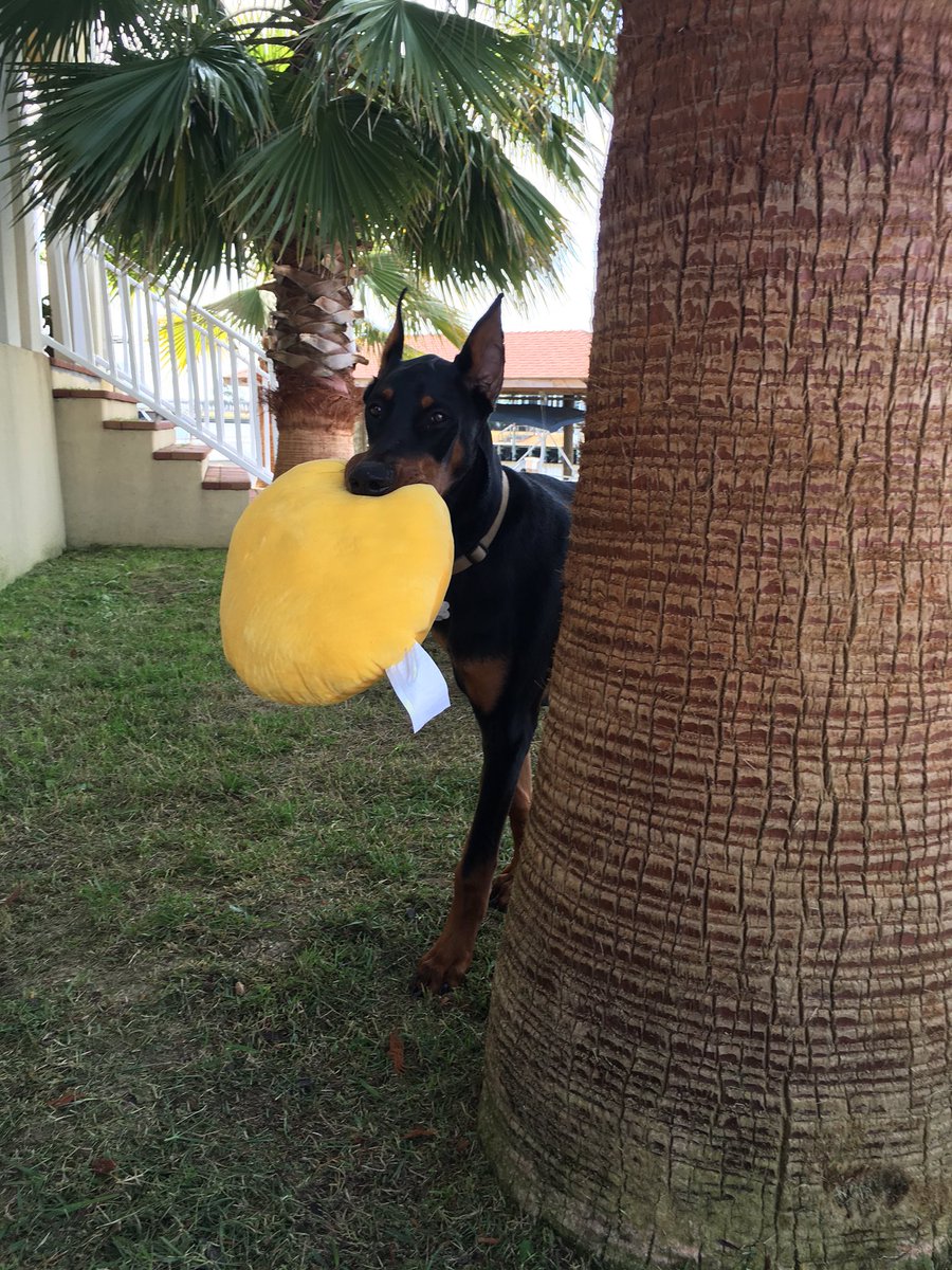 Cass_C7's tweet image. @dogcelebration @Pets_Time @PetsRIncredible @WayTooViral 🐶 pretty sure Cairo ❤️'s his Valentine gift😍😂