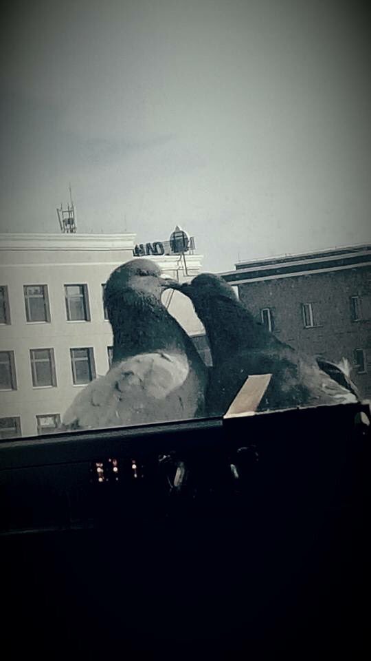 Өнөөдөр шинийн зургаан гээд бхад энэ шувуу хүртэл ягаад байгаам бээ хаха 😂😂😂