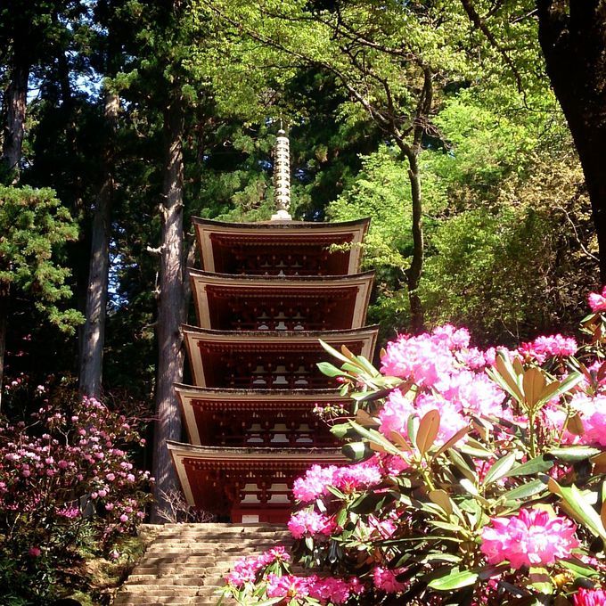 室生寺のシャクナゲ19の見頃時期はいつ 開花情報や混雑も まったりと和風