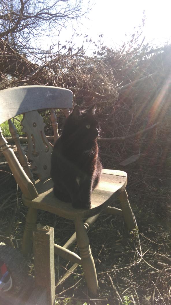 PizzleRizzle's tweet photo. Happy Valentine's day mum #lovecats https://t.co/c2WApyBZfo