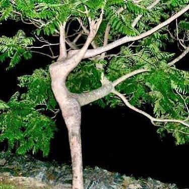 MOExpression's tweet image. Even nature dances... #beautiful #tree #nature #dance #passion #perform #performingarts #M… ift.tt/243CZgI