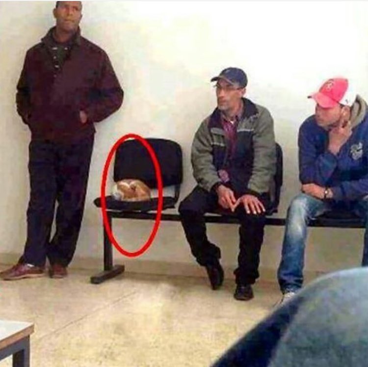 شخص بقي واقفاً طوال مده انتظاره ولم يجلس على الكرسي بسبب انه رأى قطة نائمة !