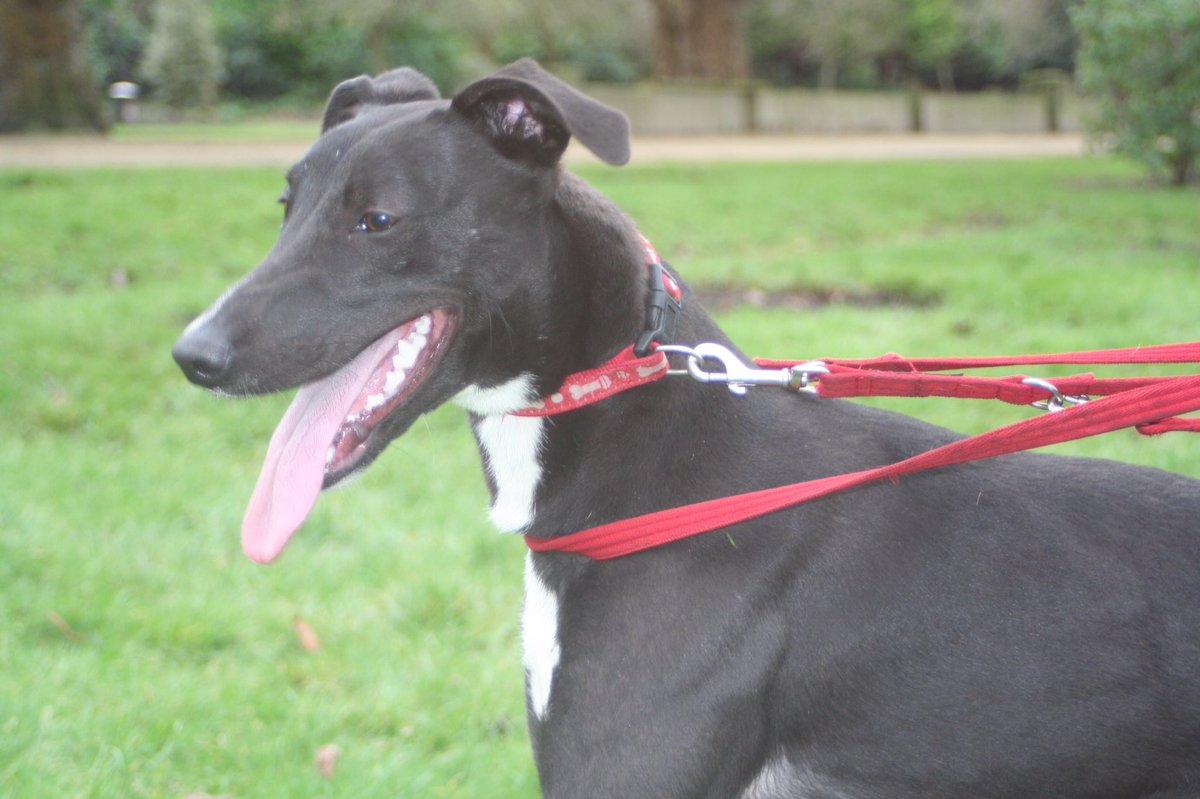 NWDogRescue's tweet photo. INCOMING!!!! Jet and Bonnie two beautiful Lurcher babes, around 12 months old Liverpool. Sweet natured, gentle souls https://t.co/W5o6cvR9f1