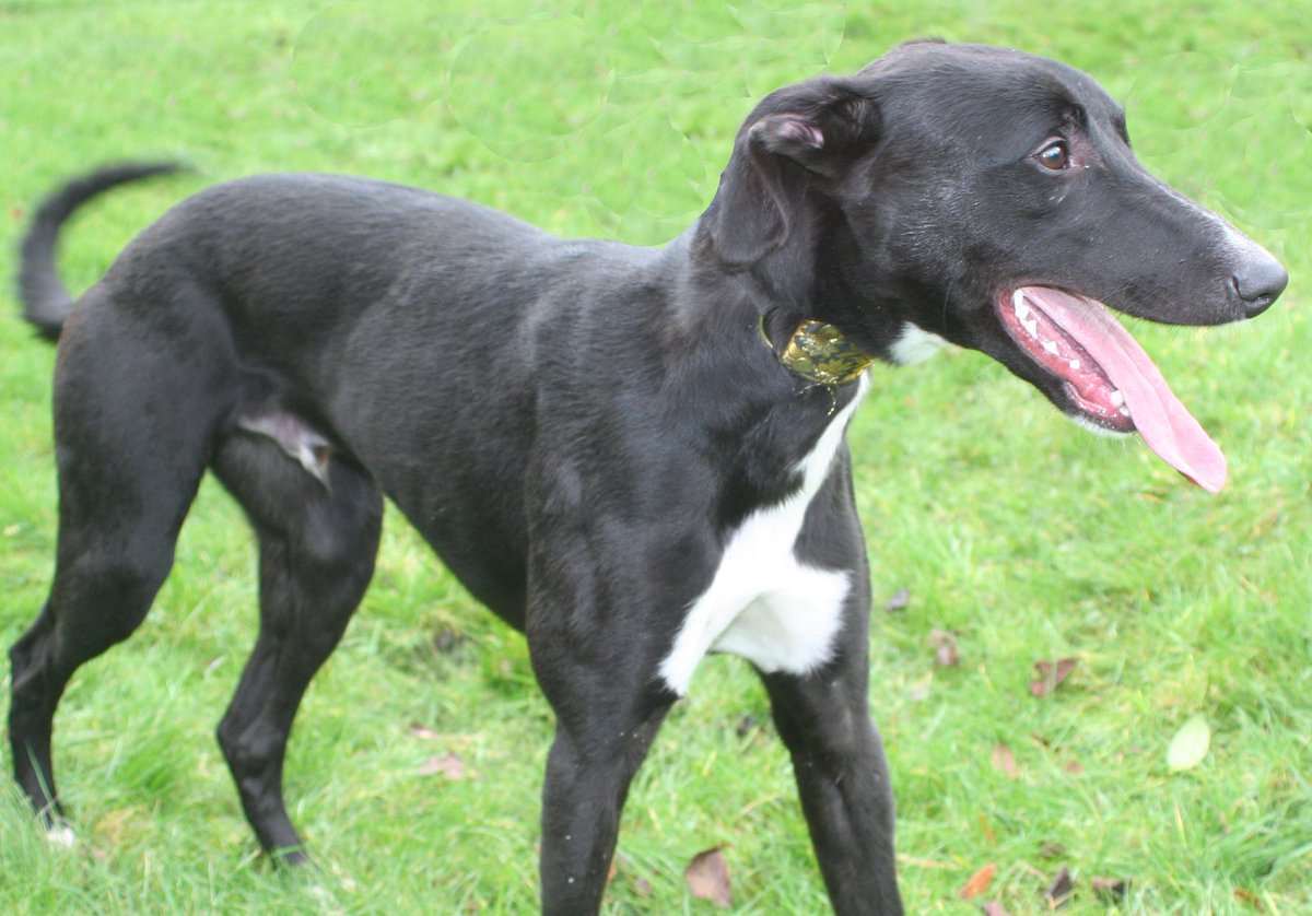 NWDogRescue's tweet photo. INCOMING!!!! Jet and Bonnie two beautiful Lurcher babes, around 12 months old Liverpool. Sweet natured, gentle souls https://t.co/W5o6cvR9f1