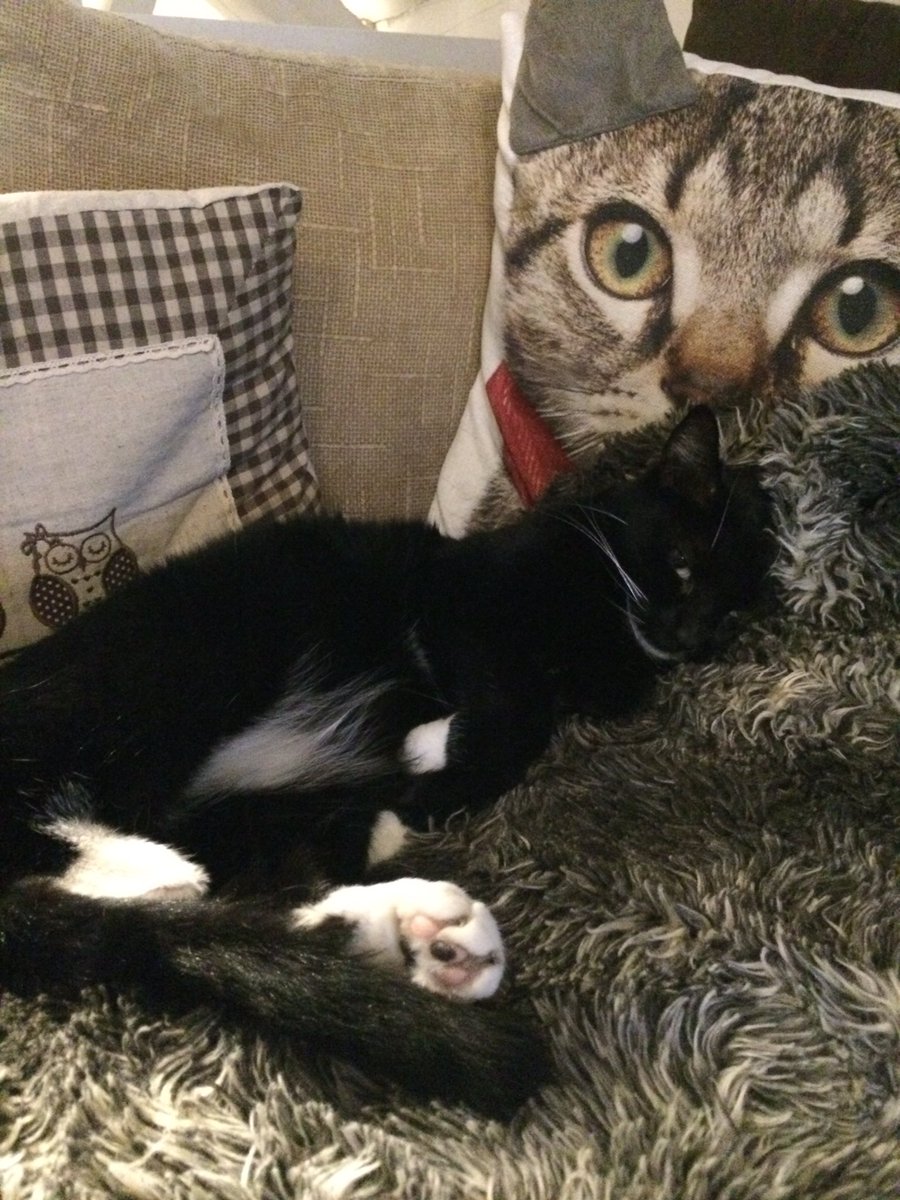 Mally The Ex Pub Cat tweet media